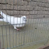 کبوتر|پرنده|اصفهان, شهشهان|دیوار