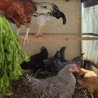 مرغ و خروس