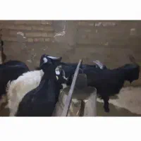 کهره ریز، چاق