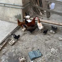 جوجه محلی اماده تخم گذاری