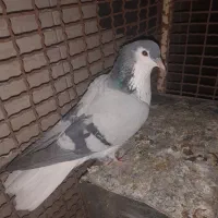 ساده سبز|پرنده|بردسکن, |دیوار