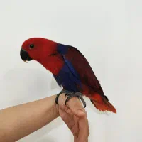 شاه طوطی اکلکتوس سان کانور سرگل سرخی گرینچیک راهب