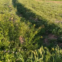 فروش-زمین-کشاورزی2300مترمربع-12من-دراحمد-آباد