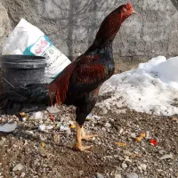 خروس لاری افغانی ومرغ اوشاموشکری