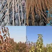 نهال های شناسنامه دار با کیفیت بالا|خدمات باغبانی و درختکاری|گرگان, |دیوار