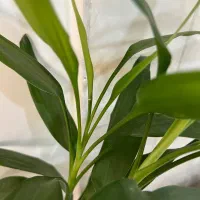 گل بامبو  درخت مو گل رز محمدی و ناز ژاپنی|گل و گیاه طبیعی|تهران, دکتر هوشیار|دیوار