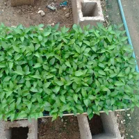 سم وهورمون  گیرنده نشا گوجه وفلفل وبادمجان