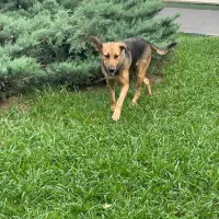 واگذاری رایگان