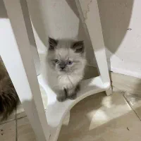 گربه دوساله ماده