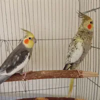 عروس هلندی