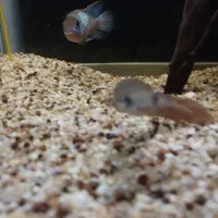 آذرخش/پلی/پولی