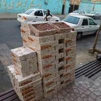 زاهدی آلویی/۵۰۰ کیلو/تازه و درجه ۱|عمده‌فروشی|تهران, میدان میوه و تره‌بار مرکزی|دیوار