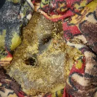 مهره هفتخال اصل