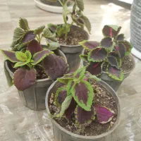 انواع گلها|گل و گیاه طبیعی|زنجان, |دیوار