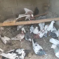 کفتر