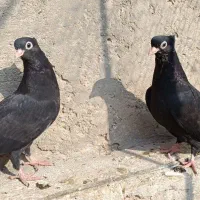 کبوتر|پرنده|ملکان, |دیوار