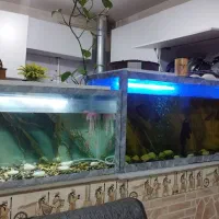 دوعدد آکواریوم معاوضه با طوطی ملنگو|ماهی|کرمان, |دیوار