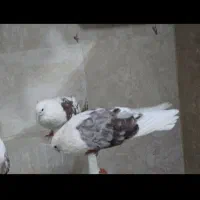 کبوتر دوکت و متفرقه