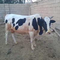 گاو نر فحل چهار ساله پر گوشت وسالم|حیوانات مزرعه|کرخه, |دیوار