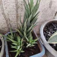 گل طبیعی خونگی|گل و گیاه طبیعی|یاسوج, |دیوار