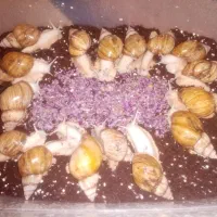 فروش فوری حلزون زیره قیمت بازار|خزنده|شیراز, قلعه نو|دیوار