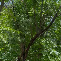 زمین فروشی  خوش ابعاد طزرجان