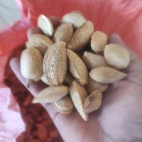 بادام بوانات درجه یک هر ۴ کیلو ۱کیلو مغز|خوردنی و آشامیدنی|مرودشت, بهارستان|دیوار