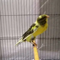 قناری ماده رسمی بلند|پرنده|تهران, جابری|دیوار