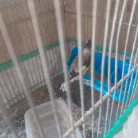سهره کردستان|پرنده|سیرجان, |دیوار