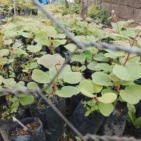 نهال کیوی هایوارد طلایی