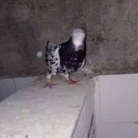 کبوت سور پلاکی