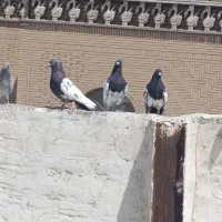 ۲۴ کبوتر رنگی