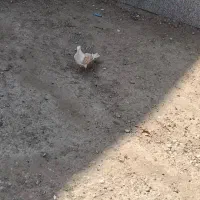 کبوتر رنگی|حراج|اهواز, اهواز|دیوار