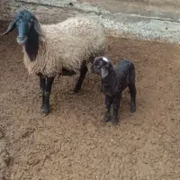 میش و بره شال ماده