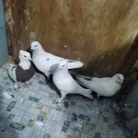 پنج عدد کفتر گرفتنی|پرنده|خمینی‌شهر, |دیوار