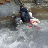 بقلمون‌ یک نر دوتا ماده بزرگ|حیوانات مزرعه|گرگان, |دیوار