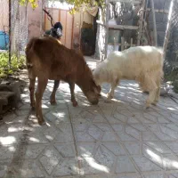 خروس سیاه قیمت ۳۵۰ بزغاله نر چاق کیلو ۶۰۰تومان|حیوانات مزرعه|خمین, |دیوار