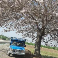 نیازمند راننده نیسان