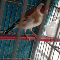 سره|پرنده|نسیم‌شهر, |دیوار