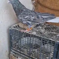 هفرنگ دمسفید نر