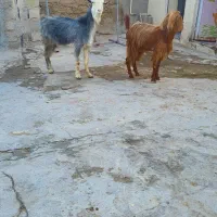 بزز|حیوانات مزرعه|کاکی, |دیوار