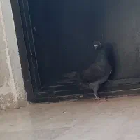 کفتر