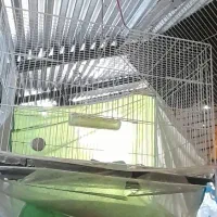 سه عدد قفس|لوازم جانبی حیوانات|مشهد, انصار|دیوار