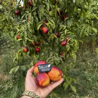 خرید بی واسطه از تولید کننده گردو و بادام|خدمات باغبانی و درختکاری|رامسر, |دیوار