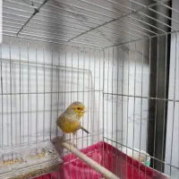 قناری ماده جفتی سهره و گلبسر