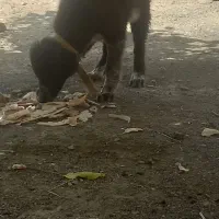 سگ قدرجونی دهن پاک جونوری|سگ|فریدونشهر, |دیوار