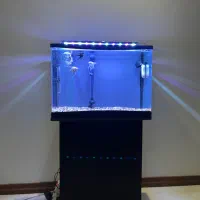 اکواریوم ۶۰در۴۰|ماهی|تهران, ویلاشهر|دیوار