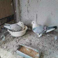 یک جفت کبوتر نر ماده بلژیکی