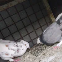 کفتر سالم پرشی|پرنده|تهران, مسعودیه|دیوار