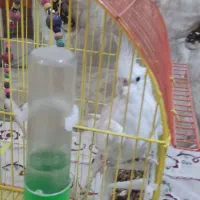 عروس هلندی آلبینو دستی